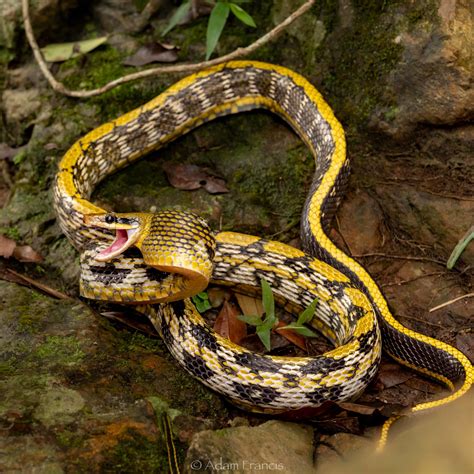 出現蛇|辨認蛇類 — HongKongSnakeID.com